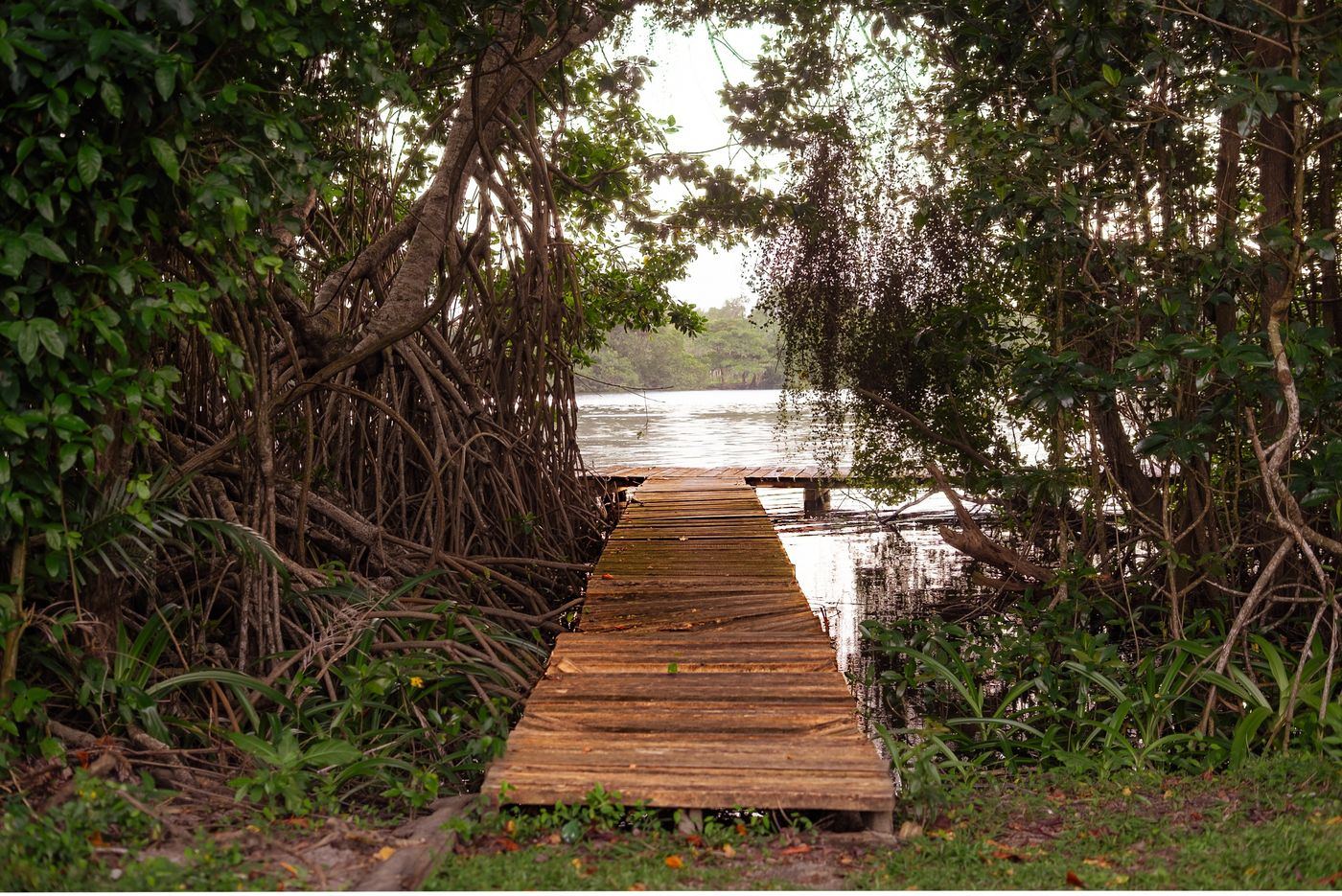 Laguna de manglar al amanecer