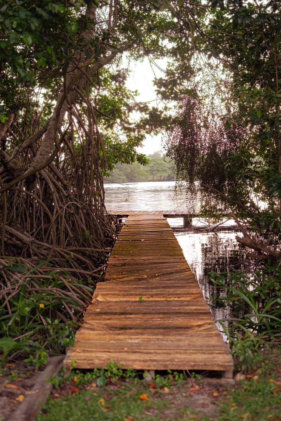 Muelle de madera entre los manglares de la laguna