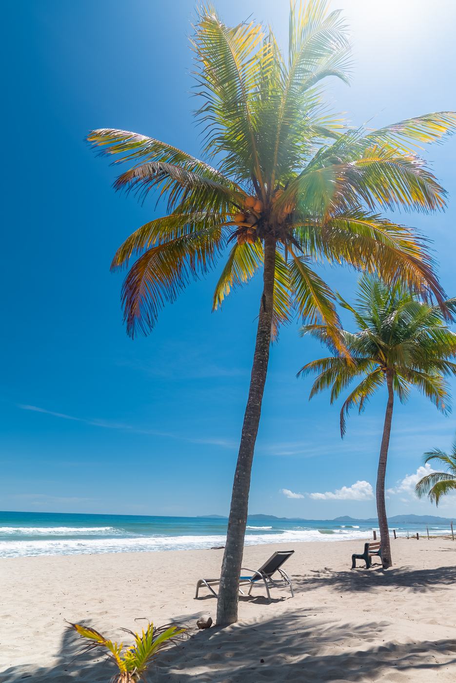 Palmera inclinada sobre la playa